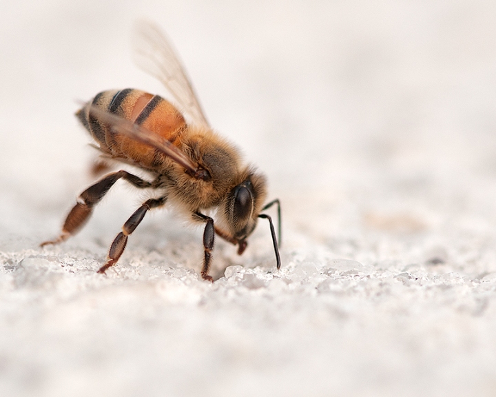Honey Bee | Nature Photographer | AristNamedBec